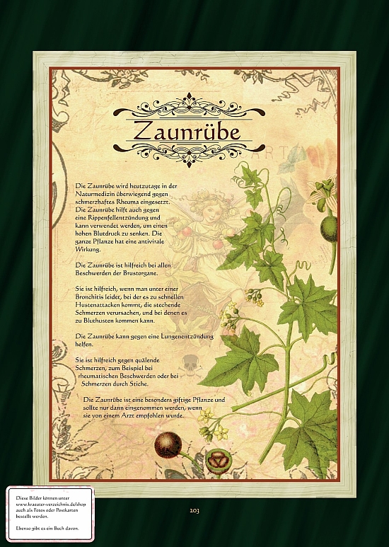 Zaunrübe