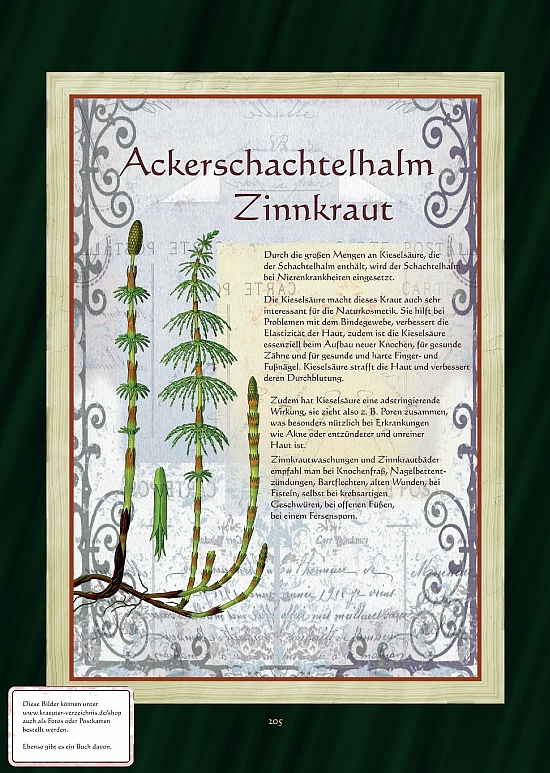 Zinnkraut - Ackerschachtelhalm