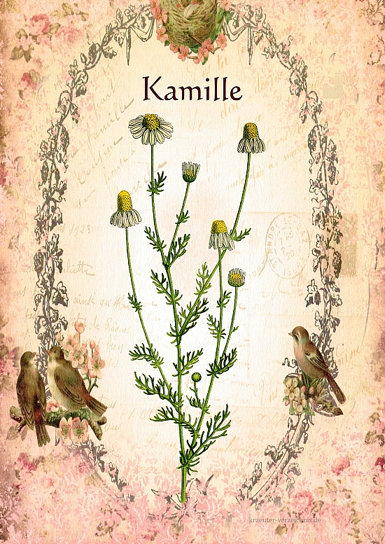 Kamille im Druckformat A4 - Gratis für meine Leser