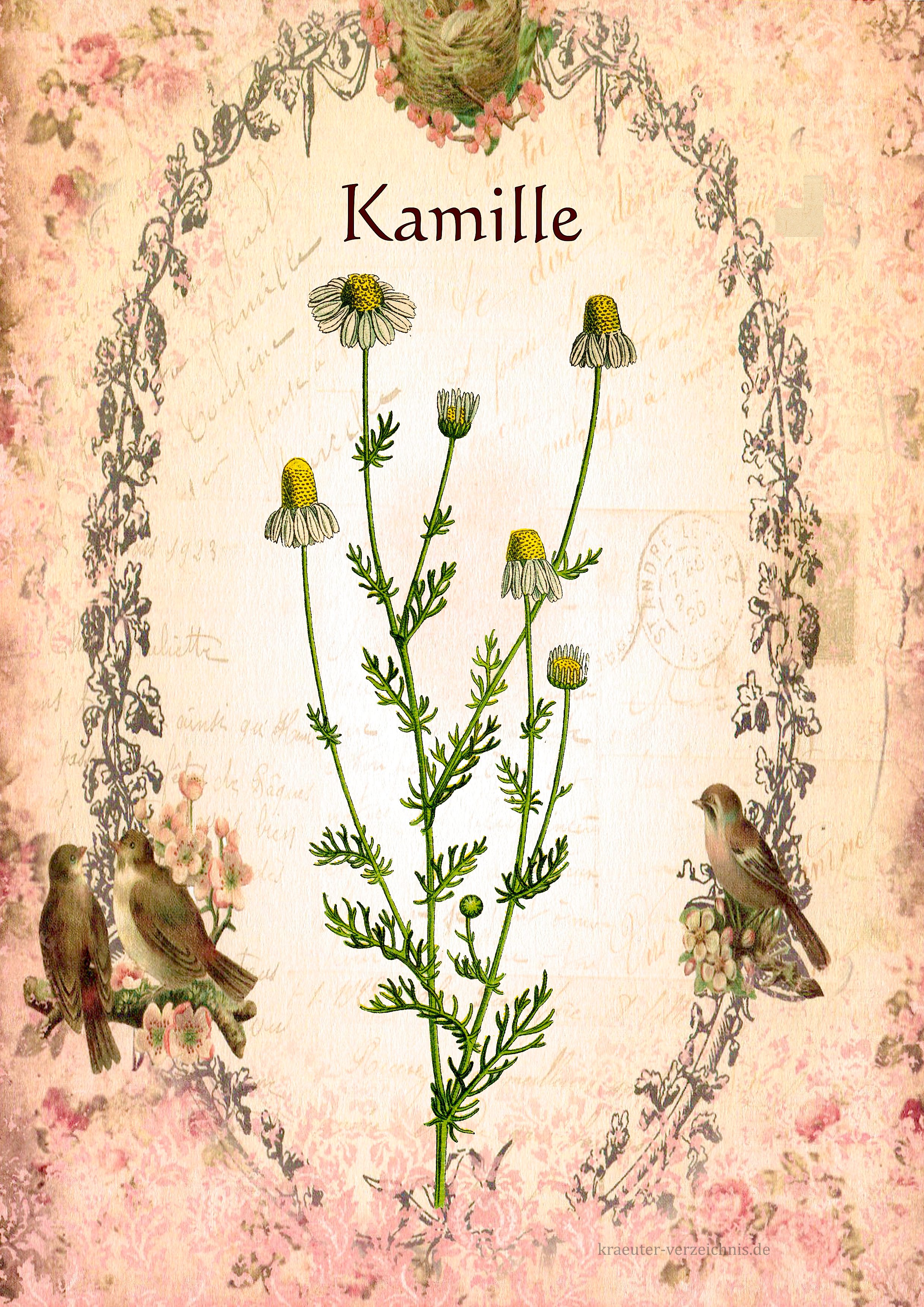 Kamille Kamillentee kamille-kamillentee