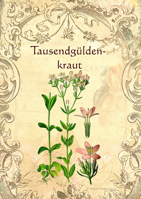 Tausendgüldenkraut im Druckformat A4 - Gratis für meine Leser