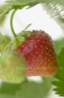 Erdbeere