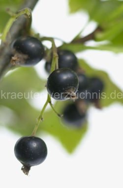 Johannisbeere