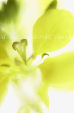 Schwarzer Senf